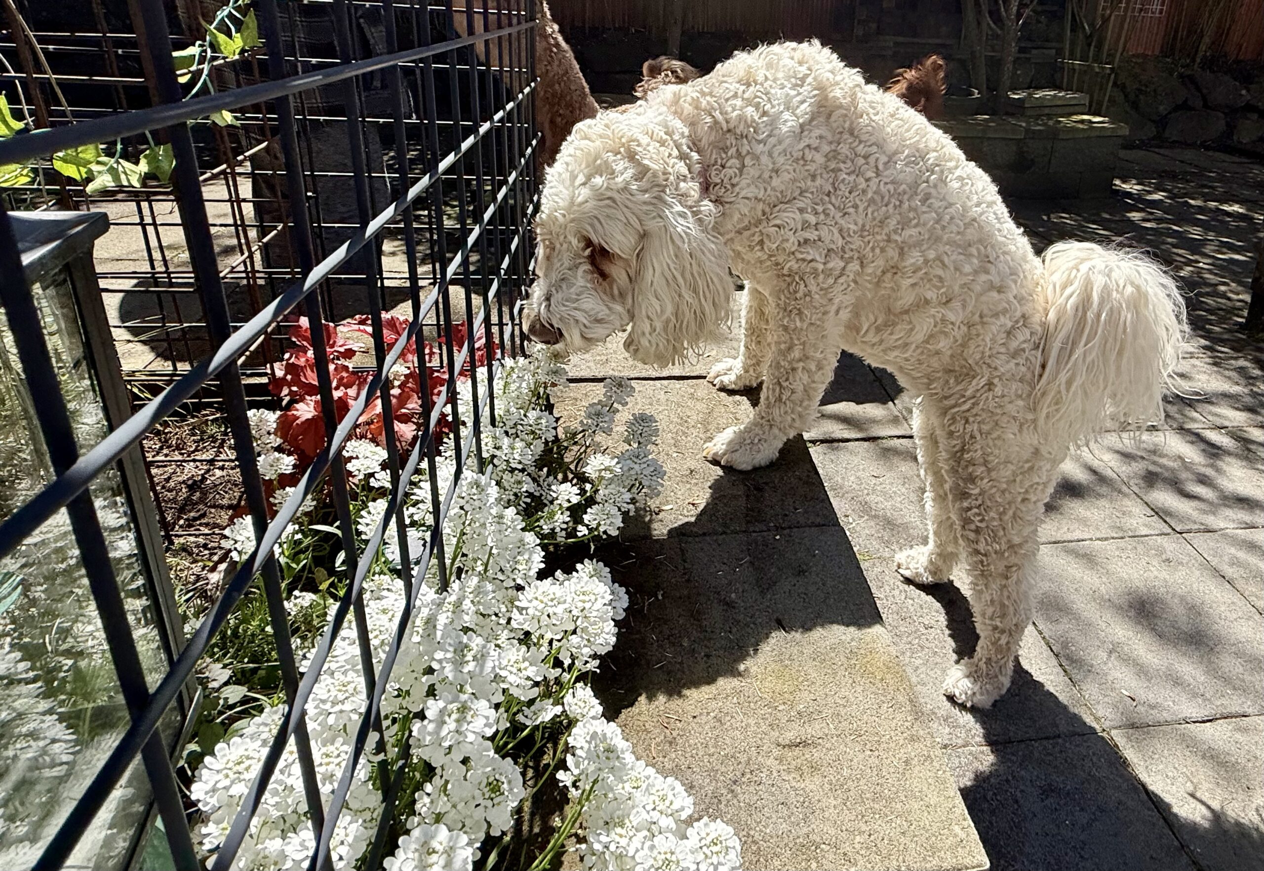 Photography Tips for Getting Good Pictures of Dogs Having Fun