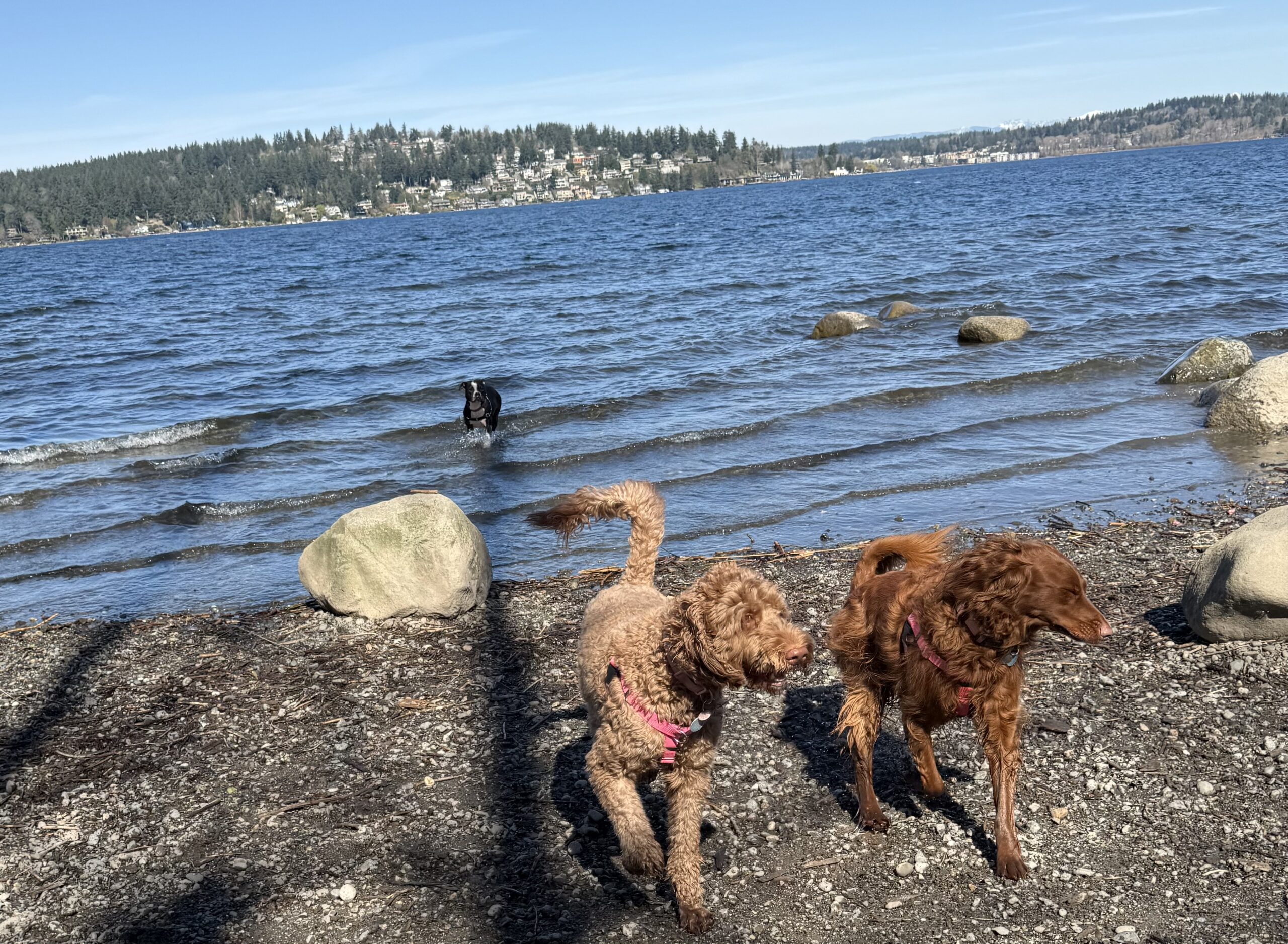 Life’s a Journey with Dogs: Look here for Videos (VLOG)