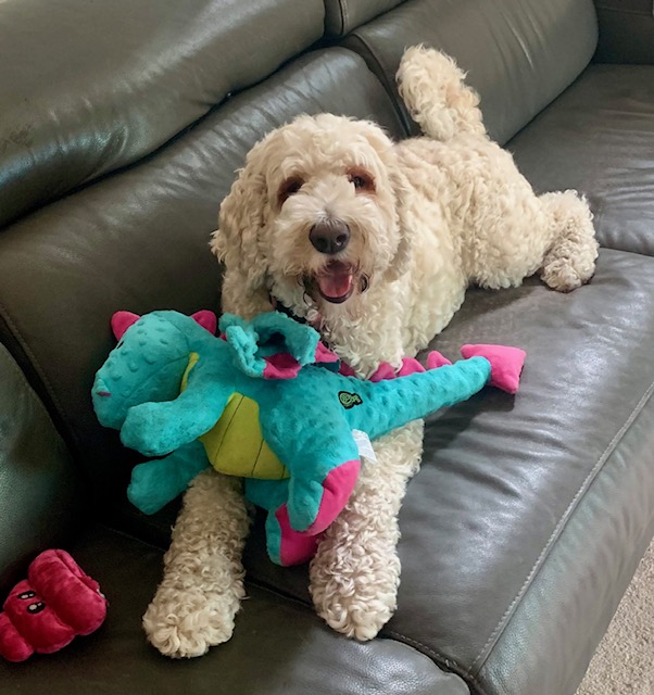 Bella is our oldest at 5 years old and she is about 25% Bernice Mountain dog. She is my Velcro dog, stubborn from the Bernice side, but as sweet as she could be.