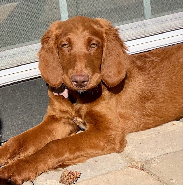 Introduction to Maya our cuddliest doodle girl that looks more like an Irish setter, but she is Luna’s sister.